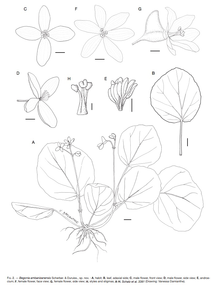 B. ambanizanensis